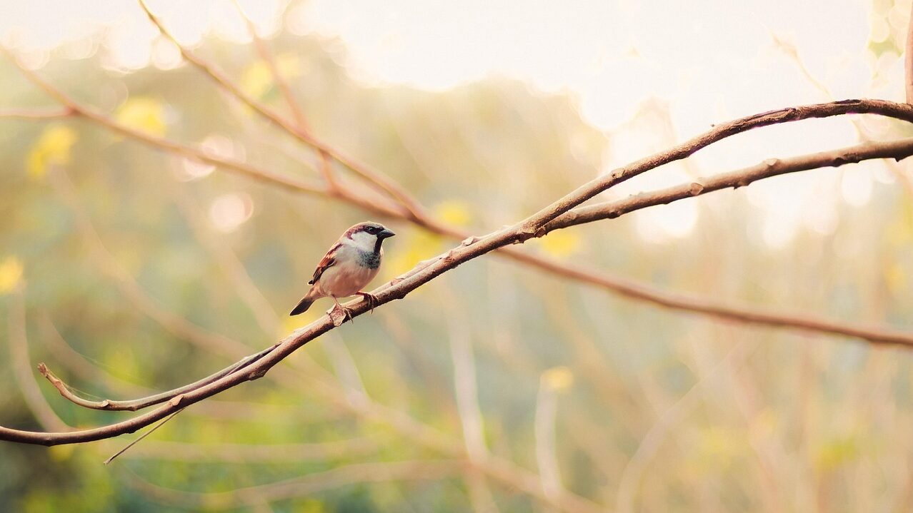 house sparrow, branch, beak, animal, outdoors, feathers, close-up, tree, bird watching, beauty in nature, yellow, nature